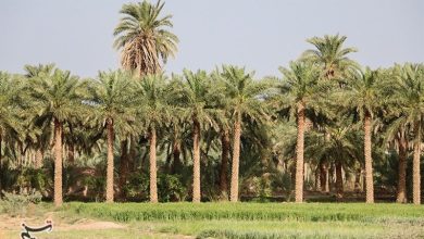 معاون وزیرجهاد: شبکه آبیاری دشتستان اولویتدارترین پروژه آب و خاک کشور / اخبار بوشهر - اخبار استانها