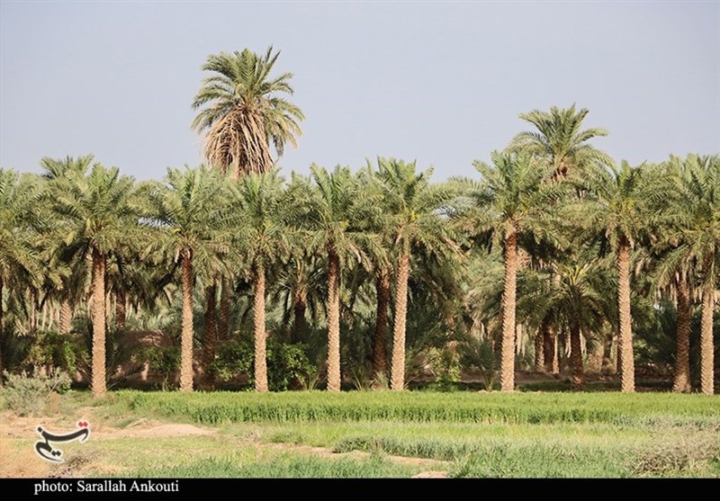 معاون وزیرجهاد: شبکه آبیاری دشتستان اولویتدارترین پروژه آب و خاک کشور / اخبار بوشهر - اخبار استانها