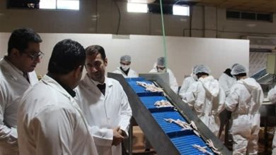 رشد قابل توجه صادرات محصولات دامی آذربایجان شرقی در 9 ماهه 1404 / اخبار آذربایجان شرقی - اخبار استانها