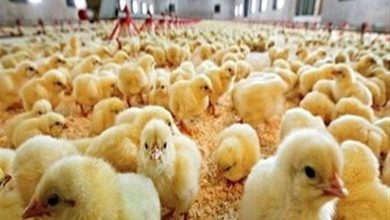 رشد 18 درصدی جوجهریزی در خراسان جنوبی / اخبار خراسان جنوبی - اخبار استانها