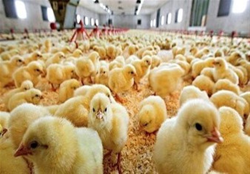 رشد 18 درصدی جوجهریزی در خراسان جنوبی / اخبار خراسان جنوبی - اخبار استانها