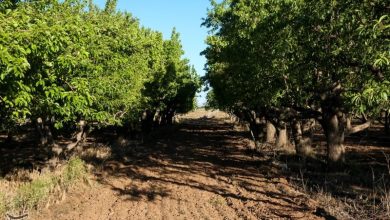 توسعه باغداری در سوادکوه شمالی / اخبار مازندران - اخبار استانها