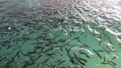 تولید 160 میلیون قطعه بچهماهی در لرستان / اخبار لرستان - اخبار استانها