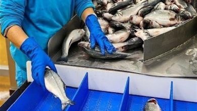 تقویت صنایع شیلات در اولویت دانشگاه خرمشهر قرار دارد / اخبار خوزستان - اخبار استانها