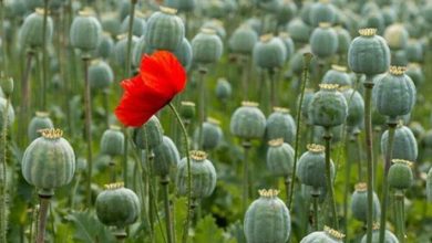 طرح قانونیشدن کشت خشخاش برای مصارف دارویی در مجلس بررسی میشود / کشت خشخاش , مواد مخدر , داروهای اپیوئیدی , مجلس شورای اسلامی , اقتصاد دارویی