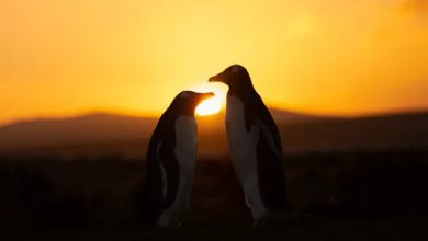 خورشیدگرفتگی حلقوی «حلقه آتش» در راه است / خورشیدگرفتگی , حلقه آتش , پدیده نجومی , قطب جنوب , ماه نو