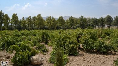 باغ بِش شیراز فروردینماه آماده بازدید میشود / اخبار فارس - اخبار استانها