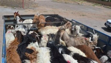 بازگشت سریع 142 رأس دام مفقودی به دامداران آرادانی / اخبار سمنان - اخبار استانها