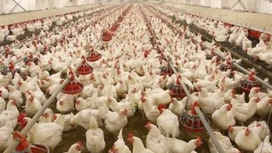 جوجه ریزی و توزیع به موقع نهادهها به تاخیر نیفتد / اخبار اردبیل - اخبار استانها