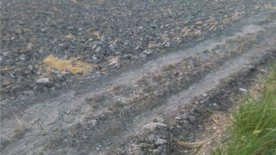 زمینهای کشاورزی زیر سایه پلاستیک/کشاورزی تایباد در معرض بحران / اخبار خراسان رضوی - اخبار استانها