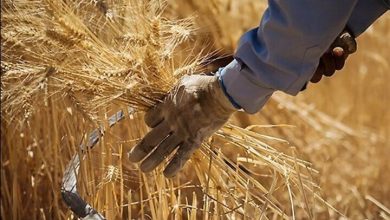 تعیینتکلیف نان؛ پیششرط نهاییشدن قیمت گندم / گندم , قیمتگذاری , کشاورزی , نان , دیمزارها