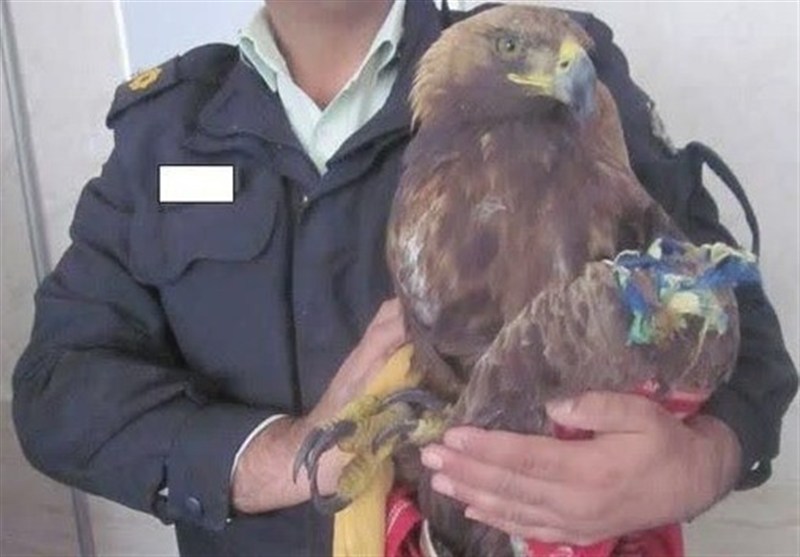 نجات یک بهله عقاب از چنگال قاچاقچیان در میامی / اخبار سمنان - اخبار استانها