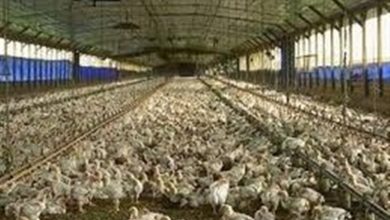 تولید مرغ در بنبست نقدینگی؛ تولیدکننده حمایت میخواهد نه دستور / اخبار خراسان جنوبی - اخبار استانها