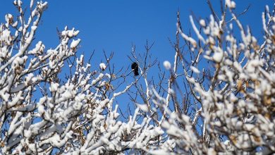 استان کردستان سفیدپوش شد+فیلم / اخبار کردستان - اخبار استانها