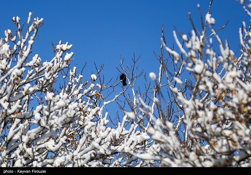 استان کردستان سفیدپوش شد+فیلم / اخبار کردستان - اخبار استانها