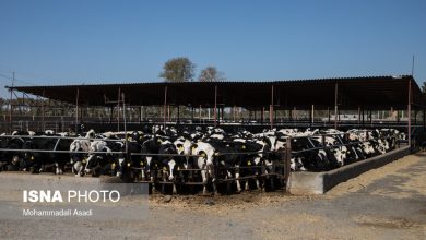 رئیس سازمان دامپزشکی کشور: حفظ سرمایه دامی و افزایش بهرهوری اولویت اصلی است / دامپزشکی , سرمایه دامی , بهرهوری , صنعت دام , آبزیان