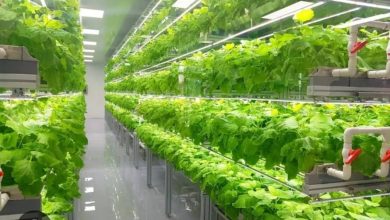 تولید 30 هزار تن محصول از گلخانههای دشتی / اخبار بوشهر - اخبار استانها