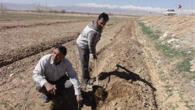 اجرای پویش نهالکاری در سراسر مازندران / اخبار مازندران - اخبار استانها