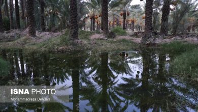 شبکه آبیاری دشتستان اولویتدارترین طرح آبوخاک کشور معرفی شد / شبکه آبیاری , دشتستان , وزارت جهاد کشاورزی , اعتبارات عمرانی , توسعه کشاورزی