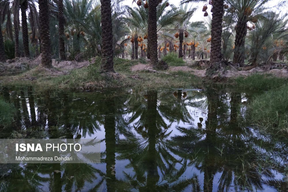 شبکه آبیاری دشتستان اولویتدارترین طرح آبوخاک کشور معرفی شد / شبکه آبیاری , دشتستان , وزارت جهاد کشاورزی , اعتبارات عمرانی , توسعه کشاورزی