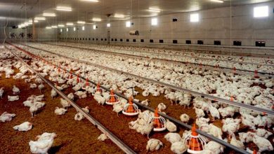 لرستان رکورد تولید گوشت مرغ را شکست / اخبار لرستان - اخبار استانها