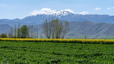 توسعه کشت دانههای روغنی در گلستان/35 هزارهکتار کلزا کشت شد / اخبار گلستان - اخبار استانها