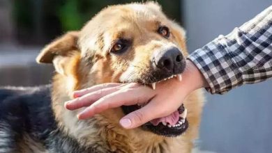 اعزام تیم به مناطق صعبالعبور غرب اهواز برای بررسی هاری / اخبار خوزستان - اخبار استانها