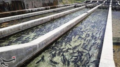 راهکار مقابله با یخبندان در مزارع پرورش ماهی چیست؟ / اخبار کرمانشاه - اخبار استانها