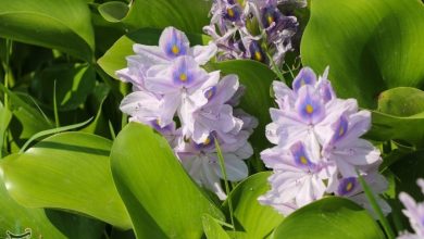 سنبل آبی چگونه آببندانهای شمال را تصرف کرد؟ / اخبار مازندران - اخبار استانها