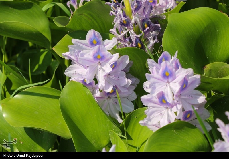 سنبل آبی چگونه آببندانهای شمال را تصرف کرد؟ / اخبار مازندران - اخبار استانها