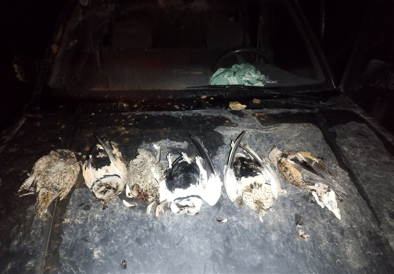 دستگیری 11 گروه شکارچی جانوران وحشی در خواف / اخبار خراسان رضوی - اخبار استانها