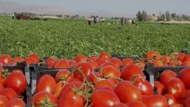 برداشت روزانه تا 2000 تن گوجهفرنگی از مزارع شهرستان دیر / اخبار بوشهر - اخبار استانها