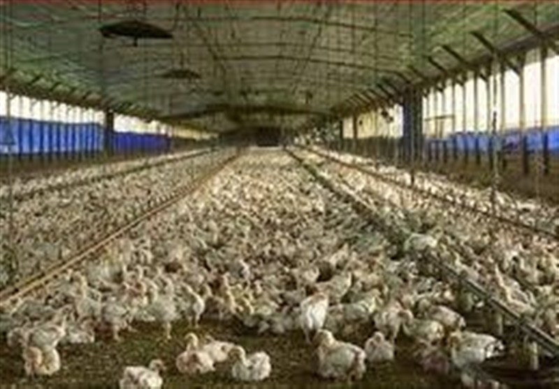 پرداخت بیش از 514 میلیارد ریال تسهیلات به مرغداران سمنان / اخبار سمنان - اخبار استانها