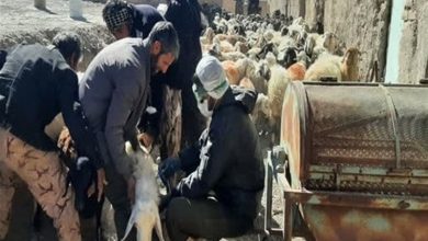 وضعیت پایدار تب برفکی در دامهای استان سمنان / اخبار سمنان - اخبار استانها