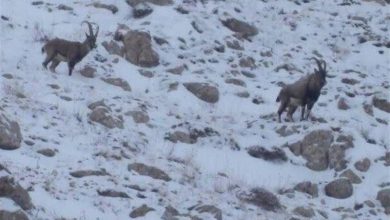 دعوت محیط زیست به مشارکت مردمی برای حمایت از حیات وحش در زمستان سرد / اخبار کهگیلویه و بویراحمد - اخبار استانها