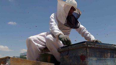 ثبت رکورد ملی تولید عسل و ژل رویال / اخبار خراسان شمالی - اخبار استانها