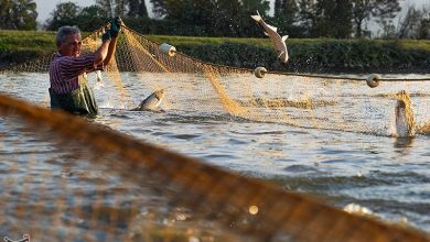 تولید بیش از 20 هزار تن انواع آبزیان در استان کرمانشاه / اخبار کرمانشاه - اخبار استانها