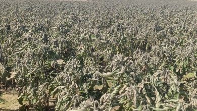 سرمازدگی 100 هکتار از محصولات جالیزی شبانکاره دشتستان+تصویر / اخبار بوشهر - اخبار استانها