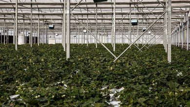 حل چالشهای اساسی بخش کشاورزی با هوش مصنوعی / اخبار بوشهر - اخبار استانها