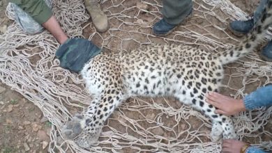 نجات یک پلنگ در کوه چنار/نمایش تعهد مردم به حفاظت از حیات وحش / اخبار فارس - اخبار استانها