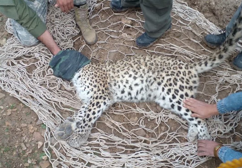 نجات یک پلنگ در کوه چنار/نمایش تعهد مردم به حفاظت از حیات وحش / اخبار فارس - اخبار استانها