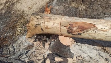 آمادهباش کامل منابع طبیعی گلستان/برخورد با متخلفان در عرصههای جنگلی / اخبار گلستان - اخبار استانها