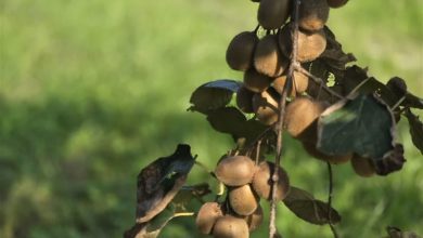 صادرات 68 هزار تن کیوی و مرکبات مازندران / اخبار مازندران - اخبار استانها