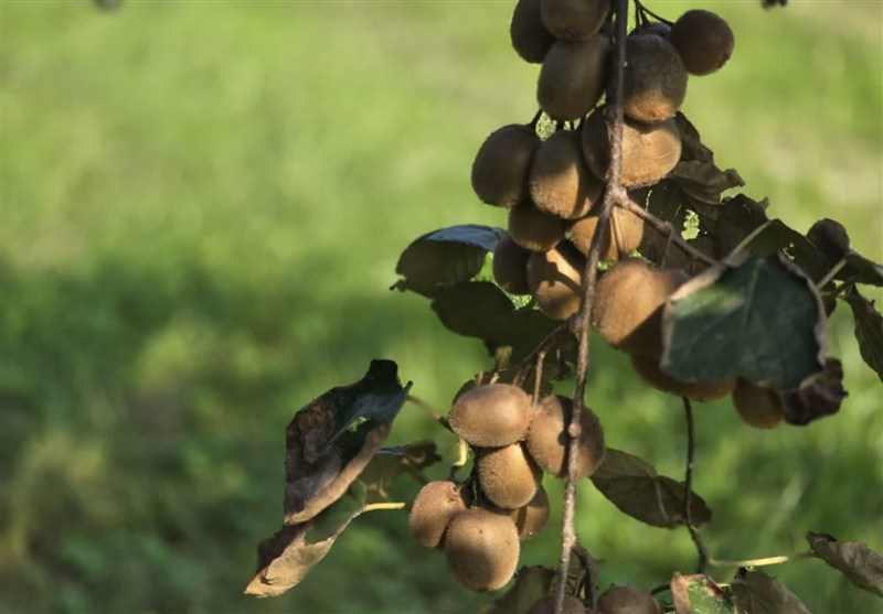 صادرات 68 هزار تن کیوی و مرکبات مازندران / اخبار مازندران - اخبار استانها