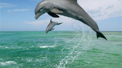 بازیگوشیهای دلفینهای هنگام در آبی خلیج فارس / اخبار جزایر خلیج فارس - اخبار استانها