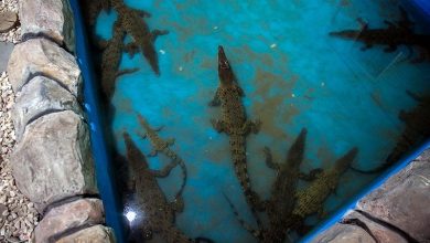 صدور مجوز پرورش کروکودیل در گلستان / اخبار گلستان - اخبار استانها