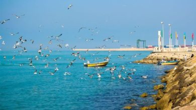 هشدار هواشناسی نسبت به کاهش دما و خطر سرمازدگی در استان بوشهر / اخبار بوشهر - اخبار استانها