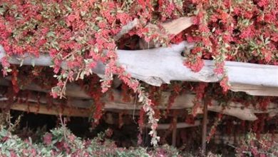 دستبرد به «یاقوت سرخ» در خلوت زمستانی / اخبار خراسان جنوبی - اخبار استانها