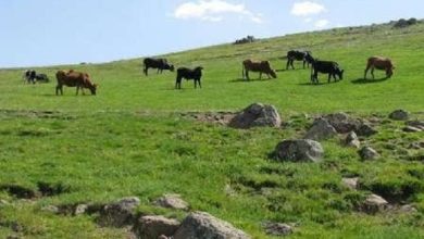 ۱۲ چالش اصلی سیاستهای مرتعداری ایران شناسایی شد / مراتع , سیاستگذاری , محیط زیست , دامداری , منابع طبیعی