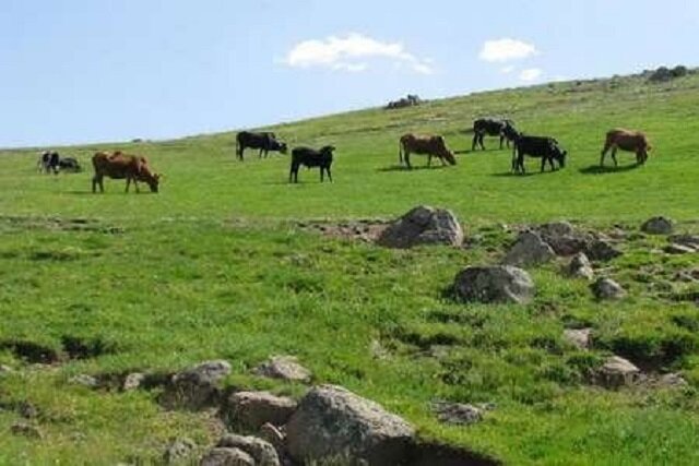 ۱۲ چالش اصلی سیاستهای مرتعداری ایران شناسایی شد / مراتع , سیاستگذاری , محیط زیست , دامداری , منابع طبیعی